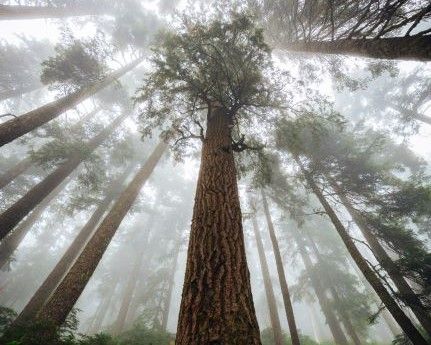 Avenue of the Giants | California | USA