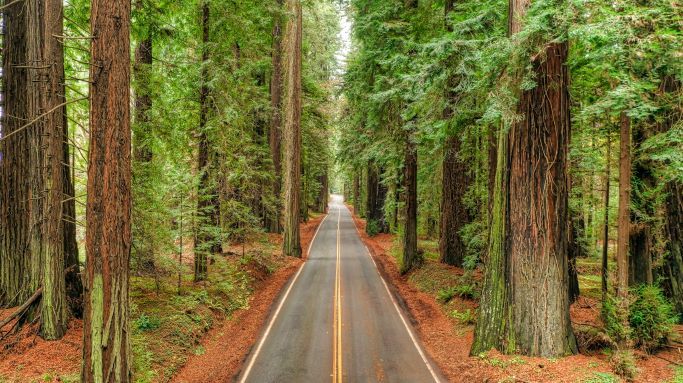 Avenue of the Giants | California | USA